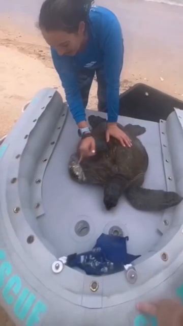 Thanks To Everyone That Helps Rescue Animals! 🌎💙 C: Bohomeena #ocean #seas #marinebiology #fish