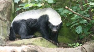 Медоед🦡🦡Звуки и фотографии медоеда