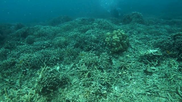 Freediving at SBCR Resort (Smugglers Beach Club) Philippines смотреть онлайн