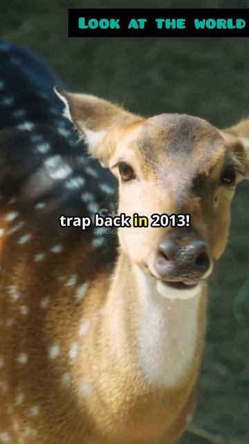 Meet the Asian Unicorn: The Mysterious Saola смотреть онлайн