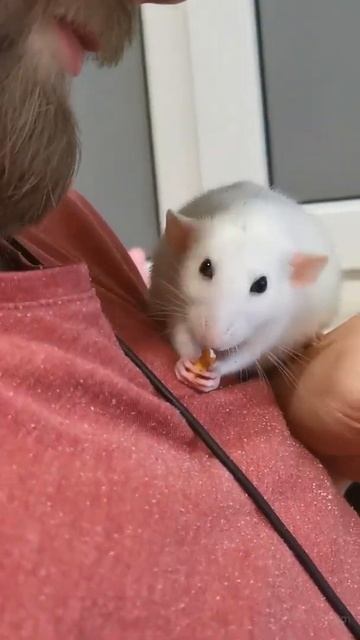 Husky Dumbo Rat Eats A Treat #Shorts 😍 Cute Rodents