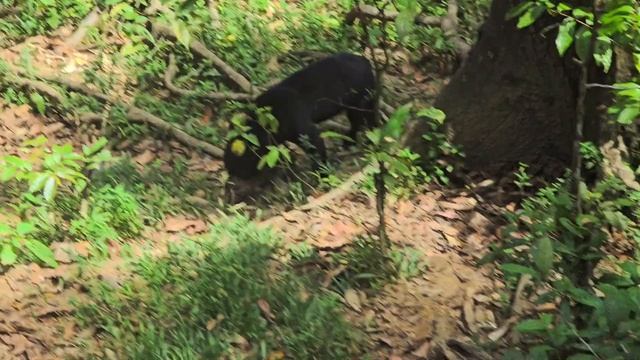Заселились в джунгли и ушли на поиски солнечного медведя, Сандакан, Борнео, Малайзия. смотреть онлайн