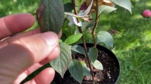 Сохнут листья у гортензий и не знаете, что делать? Раскрываю спасительное средство