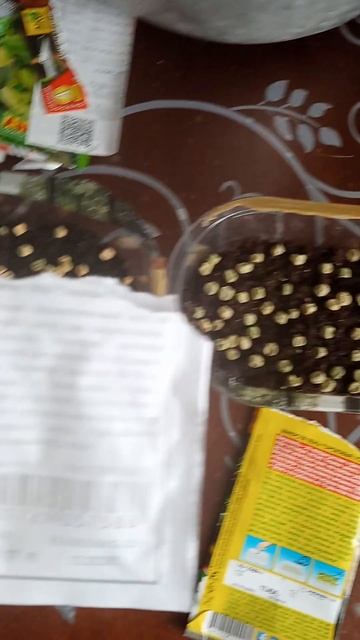 посеяла микрозелень гороха( опять)