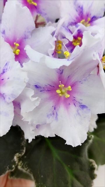 Фиалка Dn-Love Time