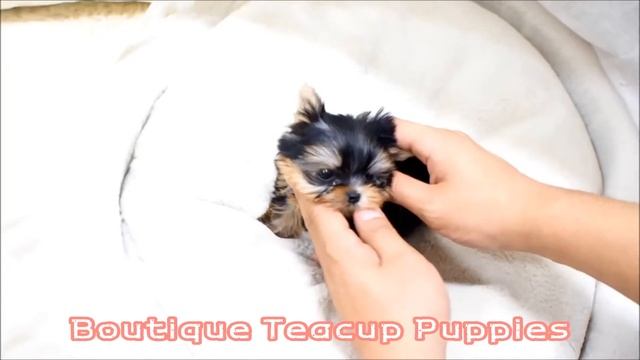 Gorgeous Micro Teacup Male Yorkie Bentley смотреть онлайн