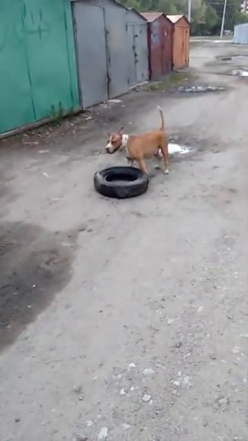 Собака крутит колесо на шее. Смешно до слез. Ржака. смотреть онлайн