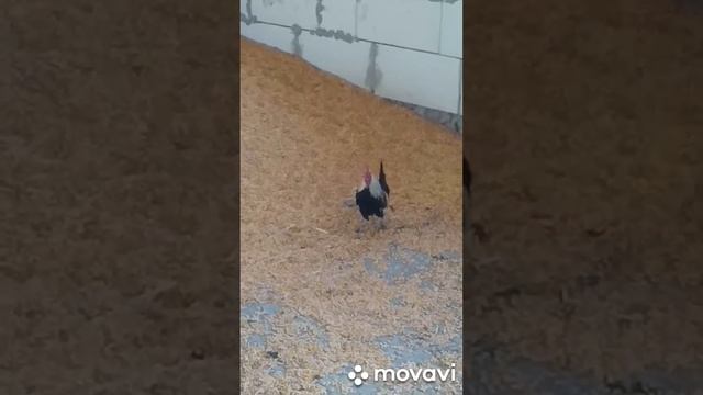 Декоративні кури.