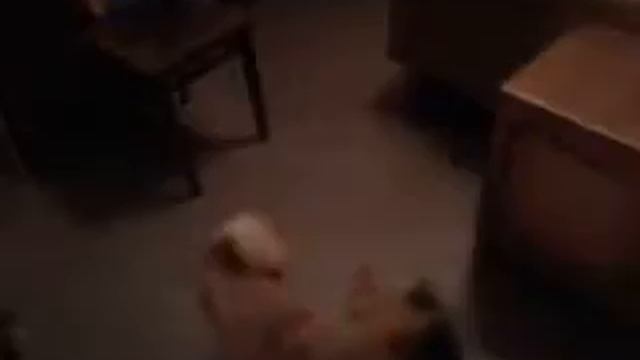 Нитка собака и кот. смотреть онлайн