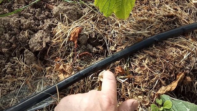 Полив капельный