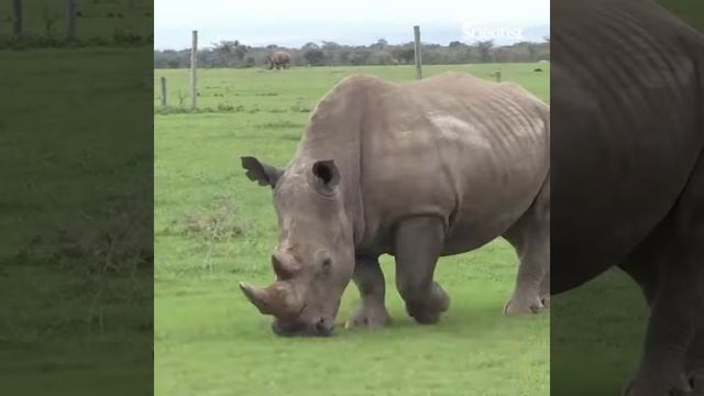 Northern white rhinos aren't doomed yet смотреть онлайн