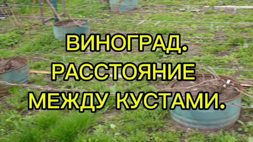ВИНОГРАД. РАССТОЯНИЕ МЕЖДУ КУСТАМИ.