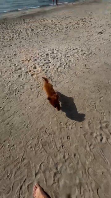 Название отеля в конце видео 😍#дубай #дружба #собака #дубай2024 смотреть онлайн