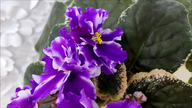 Фиалка ВаТ-Морской Стиль