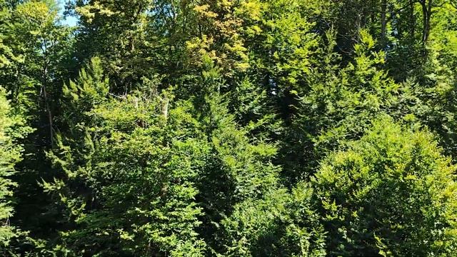 36. ОТПУСК НАЧАЛСЯ!!! СОЧИ!!! АВГУСТ 2024 Г. смотреть онлайн