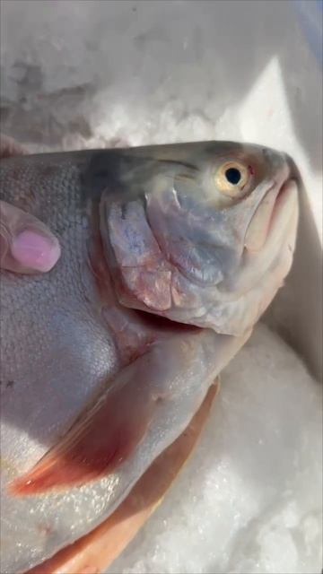 Форель Потрошеная 🐟😻