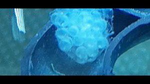 Ч 66 Аквариум Икра улиток Спикси (эльф)