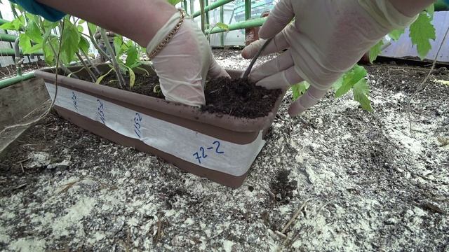 Секреты высадки томатов в теплицу смотреть онлайн