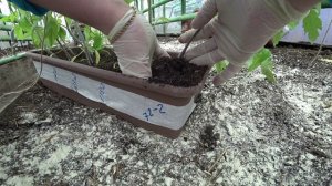 Секреты высадки томатов в теплицу