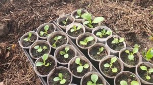 Обзор табачной рассады. Апрельская рапсодия!