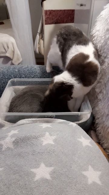 Афина не дает спать Кузе 🥰😻😻🥰 смотреть онлайн