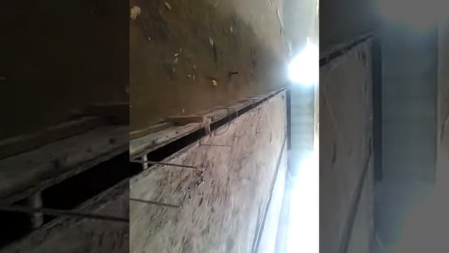 Строительство свинокомплексов смотреть онлайн