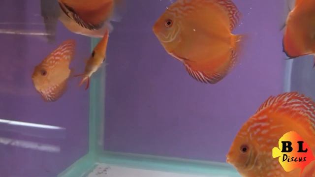 Yellow crystal Discus смотреть онлайн
