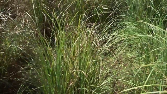 Прогулка до Клязьмы 60 км. 3 часть. смотреть онлайн