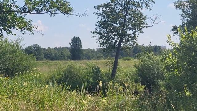 Загородный парк во Владимире Country park in the city of Vladimir смотреть онлайн