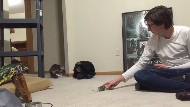 Devon's new place, and Freya the cat, she's a speedy little blur of fuzz and claws. 2017, 08, 04. смотреть онлайн