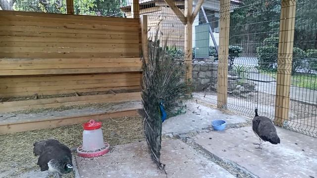 Брачный танец павлинов в "Пушкино" смотреть онлайн