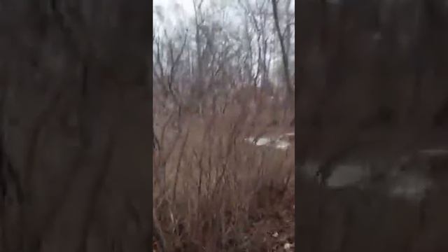 #прогулки Друга🤲 из #алтайскогокрая с теплыми добрыми пожеланиями. 11 апреля 2024 смотреть онлайн