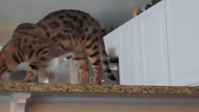 Проказник))) смотреть онлайн