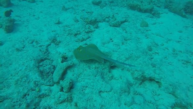 Red Sea : sting ray смотреть онлайн