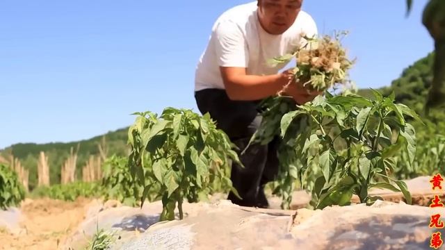【合集】孜然炒肉外焦里嫩，三兄弟来一碗葫芦烩面片，陕北人的晚餐老香了！【黄土兄弟】