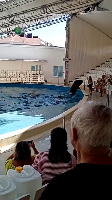 Дельфинарий на Пионерском проспекте в Анапе. Лето 2020 смотреть онлайн