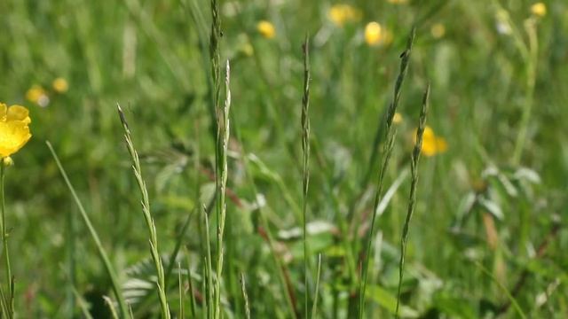 Lolium_perenne_9672.MOV смотреть онлайн