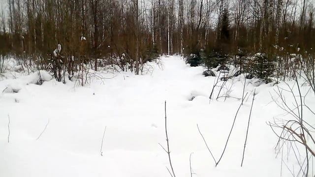 Охота на куницу капканами. Экспериментирую! смотреть онлайн