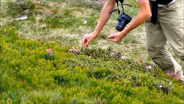 2012 Карпати смотреть онлайн