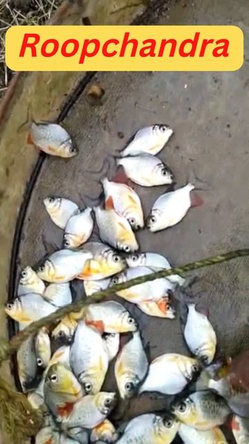 #short 4 - Roopchandra - Catfish Farming - Suitable Species - Earthen Pond | Cemented Tank | BioFlo