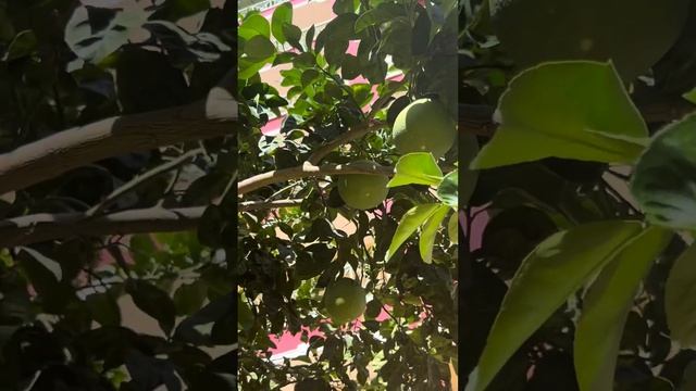 Турция Кемер Кириш смотреть онлайн