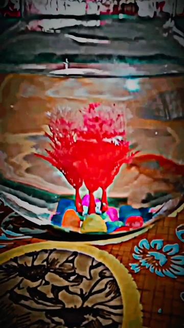 🐠🐟❤️😀❤️ fish #india #youtubeshorts #goldfish смотреть онлайн