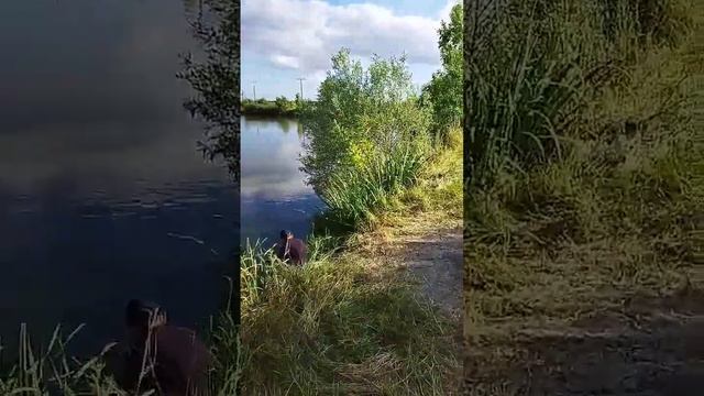 Рыбалка Белореченск. Лантратов. смотреть онлайн