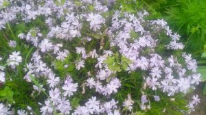 VID_20250425_094711.mp4