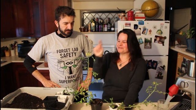How to overwinter an F1 tomato plant from a cutting & give a high five смотреть онлайн