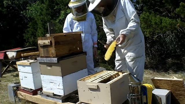 Transfering bees from a Swarm Trap смотреть онлайн