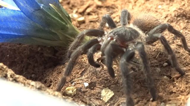 Pterinopelma sazimai eating after laying her table смотреть онлайн