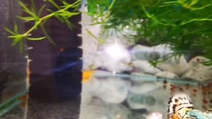 Тигрята-гуппята