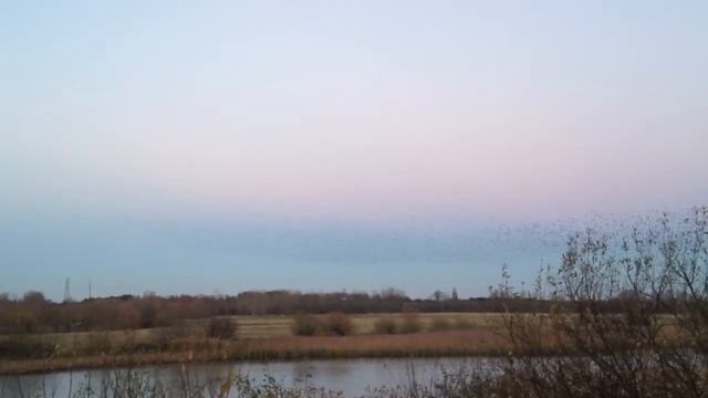 Starling murmaration смотреть онлайн