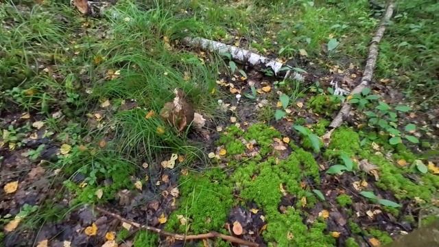 Лесная болталка. В лес, да по грибы. Владимирская область. смотреть онлайн